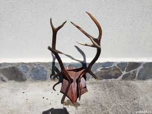 Vand coarne cerb mari vechi  bogate - imagine 7