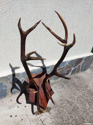 Vand coarne cerb mari vechi  bogate - imagine 5