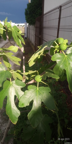 Smochini pe rod diferite marimi in ghiveci.