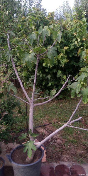 Smochini pe rod diferite marimi in ghiveci. - imagine 4