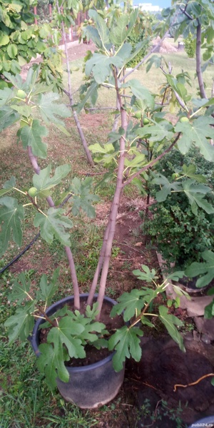 Smochini pe rod diferite marimi in ghiveci. - imagine 5