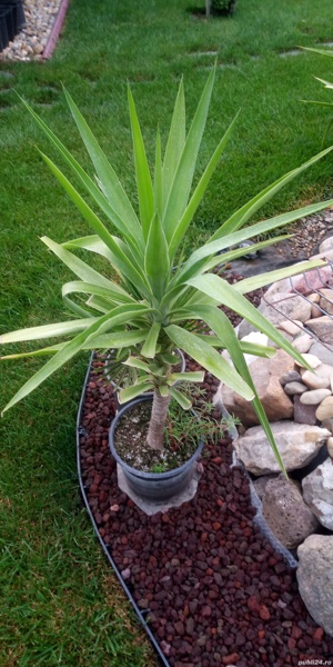 Plante de exterior,liliac de vara,berberis si altele.