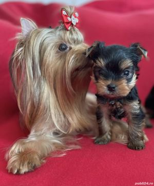Pui Yorkshire Terrier mini toy - Cumpără în condiții de legalitate și siguranță  - imagine 2