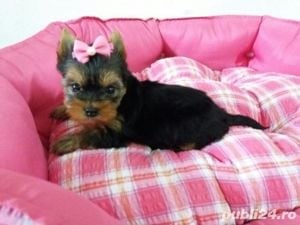 Yorkshire Terrier Mini Toy - furnizor One Pet - transport la nivel național - imagine 1