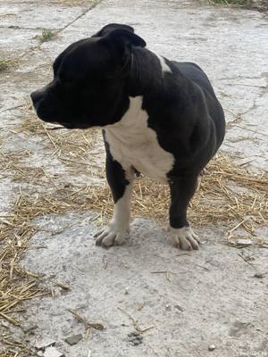 Vând american bully - imagine 4