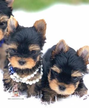 Firma autorizată vindem Yorkshire Terrier  - garanție, factură,  siguranța achiziției 