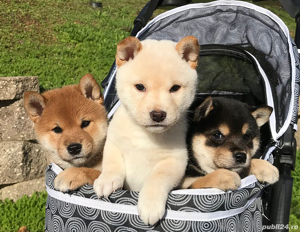 Firma Autorizata vindem Shiba Inu, roșcat și Black Tan, 2 luni, garanție  - imagine 2