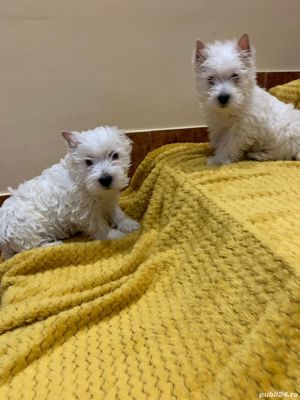 pui westie - imagine 2 pui westie - imagine 2