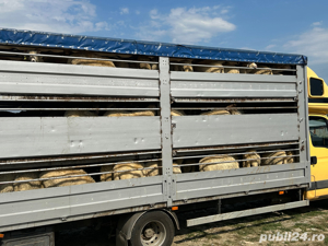 Transport Animale vii - imagine 2