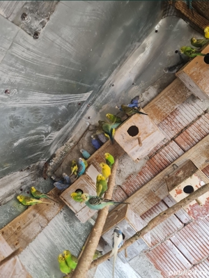 papagali perusi - imagine 5