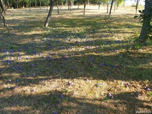 Vand palinca de prune - imagine 2