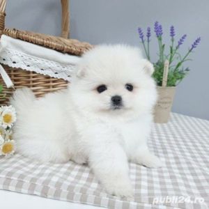 Pomeranian - albi și maro - firmă autorizată  - imagine 2