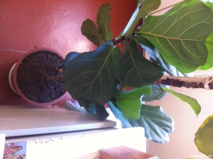 Smochin în cutie lavabila înalt 2m