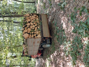   Lemn de foc   - imagine 5