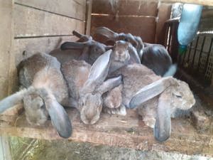 Iepuri urias german - imagine 2 Iepuri urias german - imagine 2