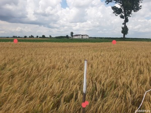 Inchiriez teren intravilan buzau 8 km de centru - Nationala Dn2b - imagine 8