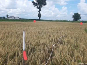 Inchiriez teren intravilan buzau 8 km de centru - Nationala Dn2b - imagine 9