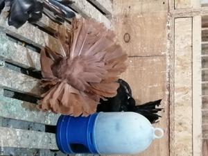 Vând porumbei voltati  - imagine 2 Vând porumbei voltati  - imagine 2