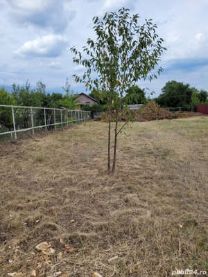 Vând teren intravilan pentru casă , in comuna Tinosu Prahova ! - imagine 5