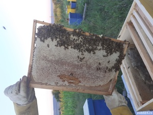 direct de la apicultor