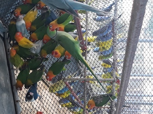 Papagali Agapornis personata 