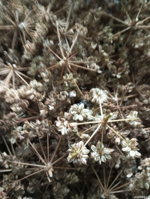 Semințe de leuștean,o ladă 