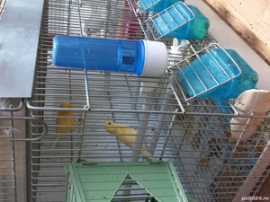 canari Timbrado  - imagine 4