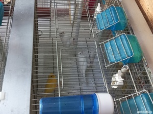 canari Timbrado  - imagine 5