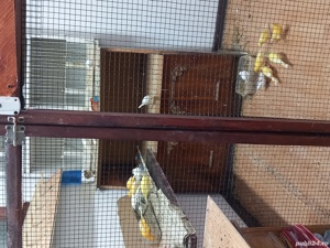 canari Timbrado  - imagine 2