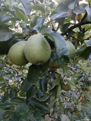 vand palinca din pere - imagine 3