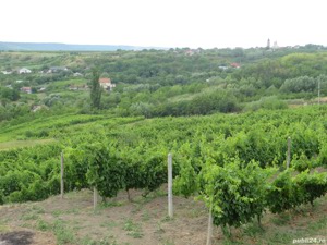 Casa si teren de vanzare (intravilan) - Cotnari, Iasi - imagine 5