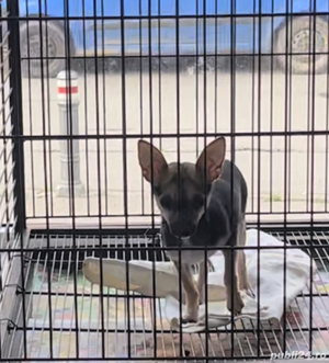 Pui chihuahua mini de calitate  - imagine 2