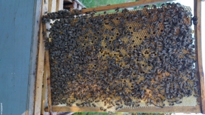 Mătci Carpatine - imagine 3