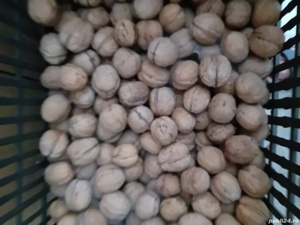 Vand NUCI de anul acesta 