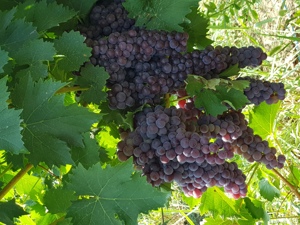 Vand Struguri Busuioaca de Bohotin