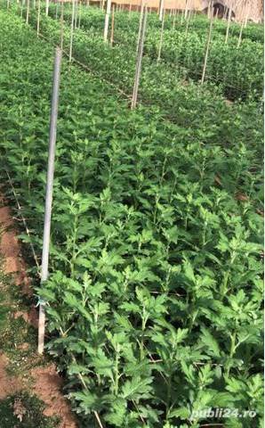 Butasi crizanteme 50+25 gratis - imagine 6