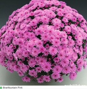 Butasi crizanteme 50+25 gratis - imagine 3