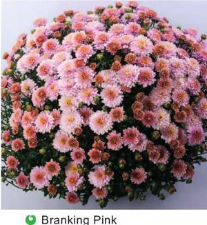 Butasi crizanteme 50+25 gratis - imagine 4