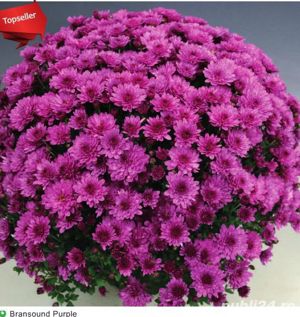 Butasi crizanteme 50+25 gratis - imagine 5