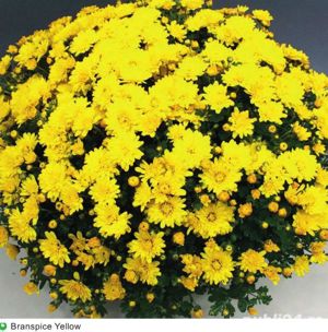 Butasi crizanteme 50+25 gratis - imagine 2