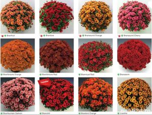 Butasi crizanteme 50+25 gratis - imagine 7