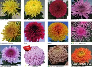 Butasi crizanteme 50+25 gratis - imagine 8