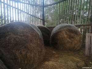 Vând baloti de fan rotunzi de calitate superioara