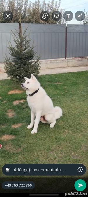 Dresaj caini la domiciliu Pitesti - imagine 2