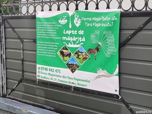 Lapte crud de magarita - imagine 2