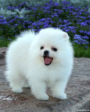 Pomeranian, talie Mini Toy,  genetică deosebita, vaccin, deparazitare la zi - imagine 3