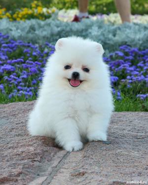 Pomeranian, talie Mini Toy,  genetică deosebita, vaccin, deparazitare la zi - imagine 2