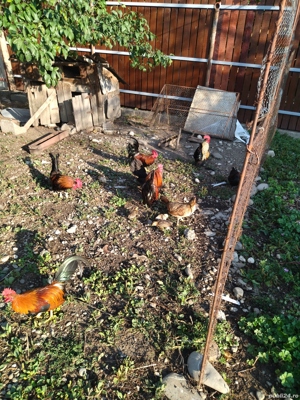 Vând cocoși pitici. - imagine 2