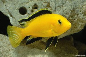 Vand pesti Labidochromis caeruleus - direct din crescatoria proprie - imagine 2