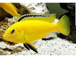 Vand pesti Labidochromis caeruleus - direct din crescatoria proprie - imagine 3